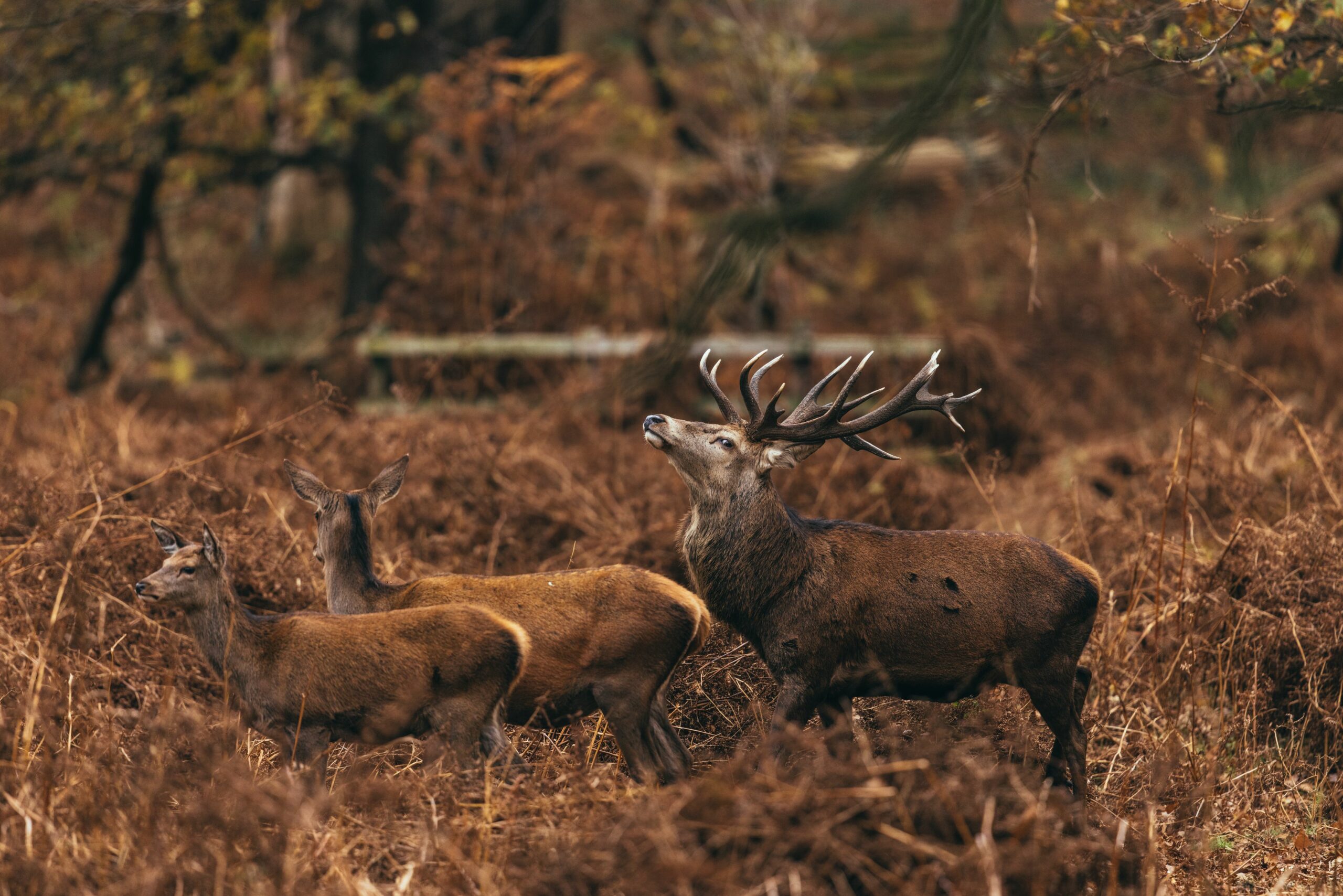 Hunting and Fishing General Information for 2024 - Banner picture of a stag